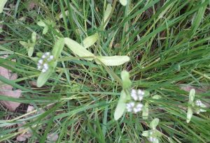 Rapunzel, Gewöhnlicher Feldsalat